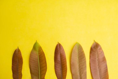 Yaz Arkaplanı Konsepti. Mango Yaprakları Sarı Kağıt Arkaplanda İzole Edildi