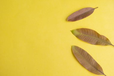 Yaz Arkaplanı Konsepti. Mango Yaprakları Sarı Kağıt Arkaplanda İzole Edildi