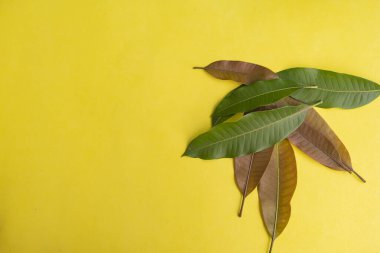 Yaz Arkaplanı Konsepti. Mango Yaprakları Sarı Kağıt Arkaplanda İzole Edildi
