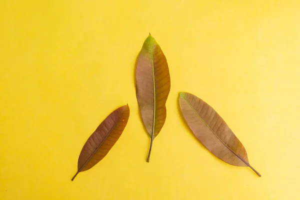 여름의 배경에 고립되어 — 스톡 사진