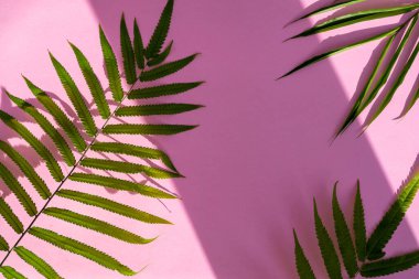 Minimalist yaz tarzı. Pembe pape üzerinde palmiye yaprakları