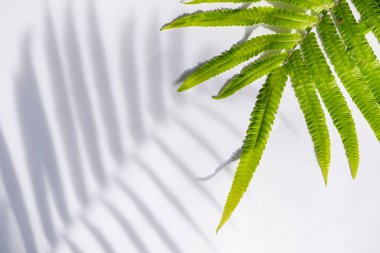 Yaz Konsepti. Yeşil Eğreltiotunun Gölgesi ve Beyaz Arkaplanda Yapraklar