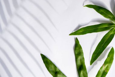 Yaz Konsepti. Yeşil Eğreltiotunun Gölgesi ve Beyaz Arkaplanda Yapraklar