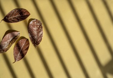 Sonbahar Kompozisyonu. Sarı Kağıt Üzerinde Kurumuş Yapraklar