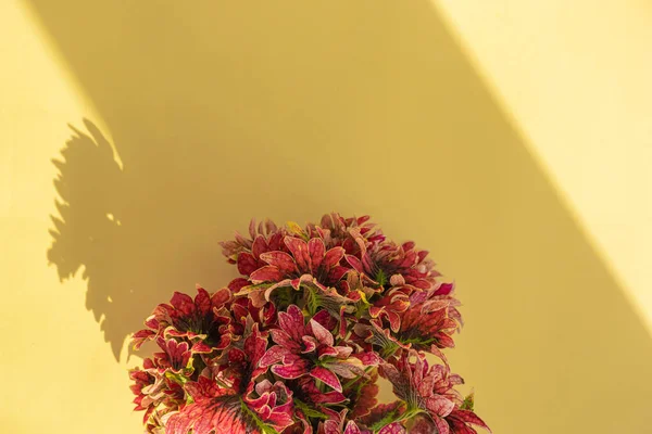 Natural Composition. Minimalist background of red leaves on yellow pape