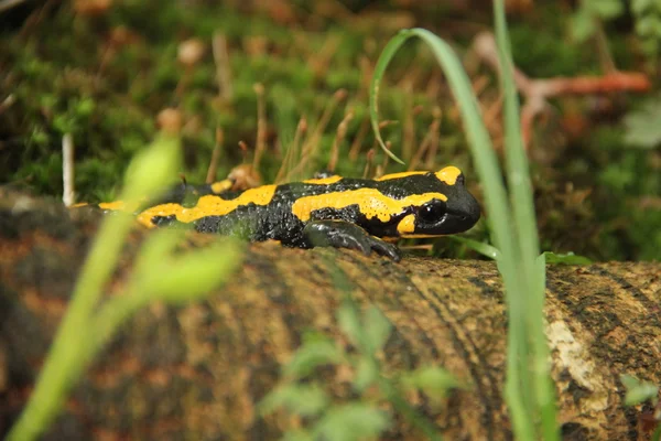 Salamander — Stock Photo, Image