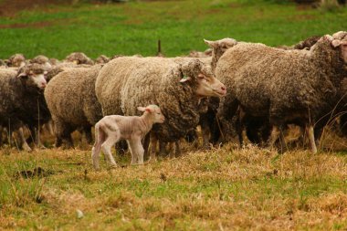 Happy lamb found it's mother.