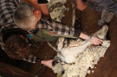 Training of sheep shearing
