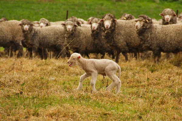 Lost lamb — Stock Photo, Image