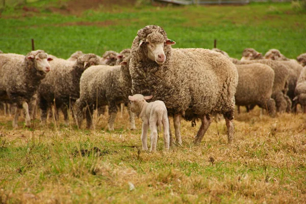 Lamb and it's mother. — Stock Photo, Image