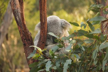 koala ayısı ağacında
