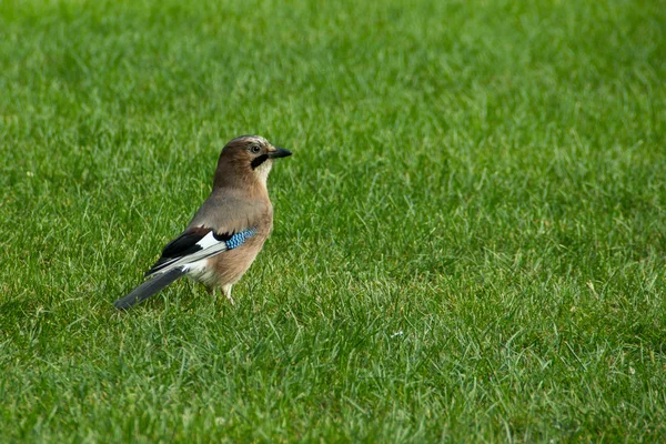 Beautiful colorful jay — Stock Photo, Image