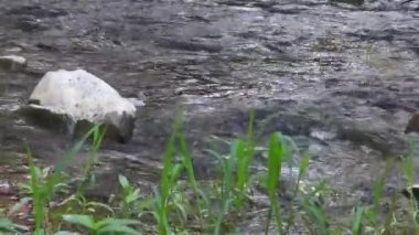 Nehirde çimenlerle kayalar