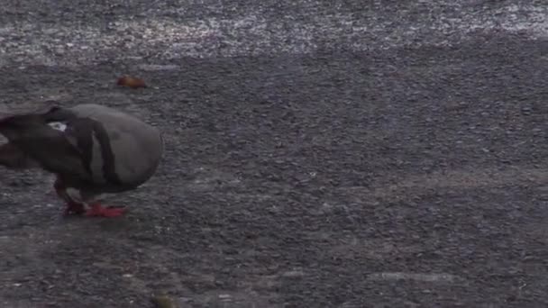 Pigeon Oiseau Marchant Sur Asphalte — Video