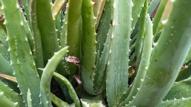 Yeni hayat konsepti. Yeni bitki ya da Mirabilis Jalapa, büyüyor