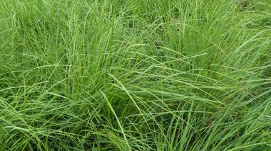 Yeni hayat konsepti. Yeni bitki ya da Mirabilis Jalapa, büyüyor