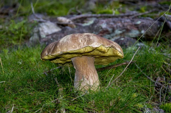 Boletus - большой гриб — стоковое фото