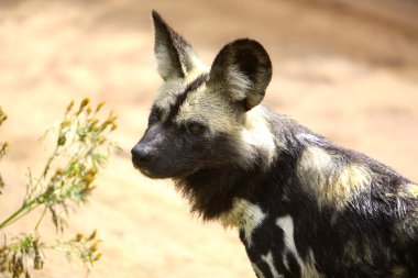 Afrikalı vahşi köpek (Lycaon pictus)