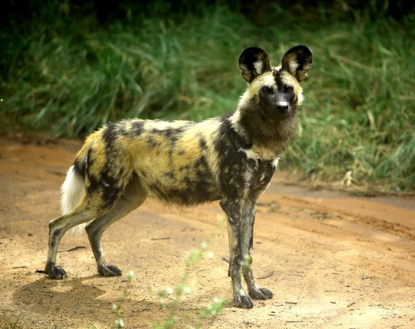 Africký divoký pes (lycaon pictus) — Stock fotografie