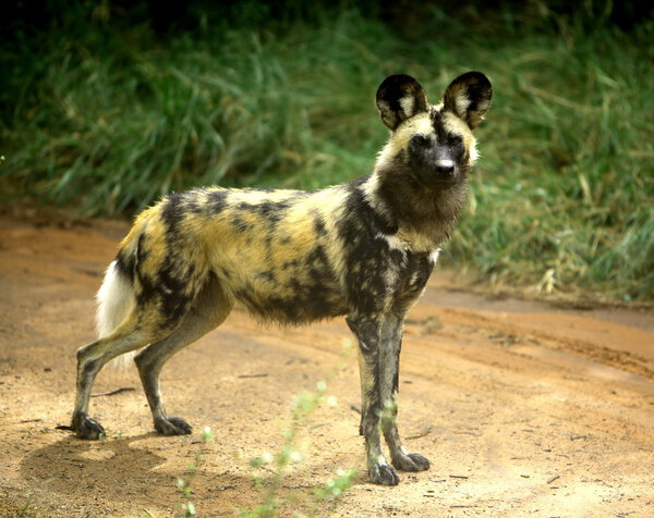 African wild dog (lycaon pictus)