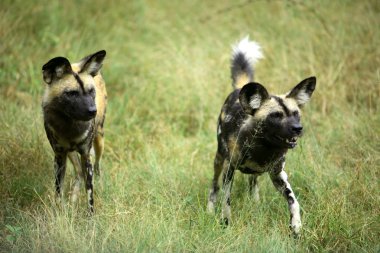 Afrika Vahşi köpekler