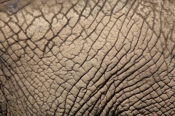 Piel de elefante africano — Foto de Stock