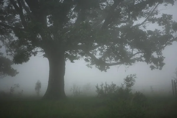 Туманні пейзажний вид — стокове фото