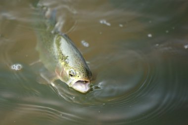 Alabalık Avcılığı