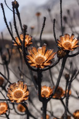 Bir orman yangını sırasında Proteas yanmış