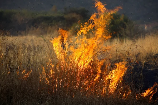 Skogsbrand — Stockfoto