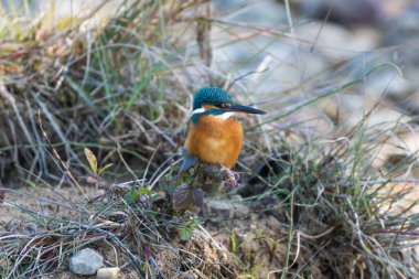  Avrasya kralbalıkçısı ve nehir kralbalıkçısı olarak da bilinen ortak Kingfisher (Alcedo at this), Avrasya ve Kuzey Afrika 'da yaygın olarak görülen yedi alt türüyle küçük bir balıkçıdır. Nehirlerin donduğu yerlerden göç eder