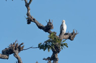 Değişken şahin-kartal (
