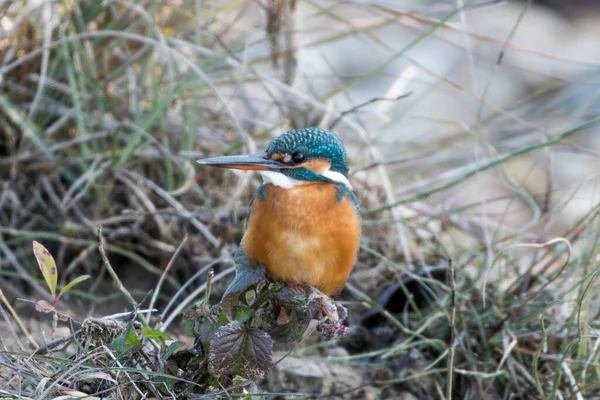  Avrasya kralbalıkçısı ve nehir kralbalıkçısı olarak da bilinen ortak Kingfisher (Alcedo at this), Avrasya ve Kuzey Afrika 'da yaygın olarak görülen yedi alt türüyle küçük bir balıkçıdır. Nehirlerin donduğu yerlerden göç eder
