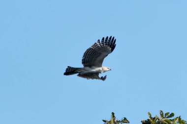 Changeable hawk-eagle or crested hawk-eagle (Nisaetus cirrhatus) is a large bird of prey species of the family Accipitridae. More informal or antiquated English common names include the marsh hawk-eagle or Indian crested hawk-eagle in Flight mode,  clipart
