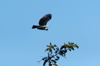 Değişken şahin-kartal (