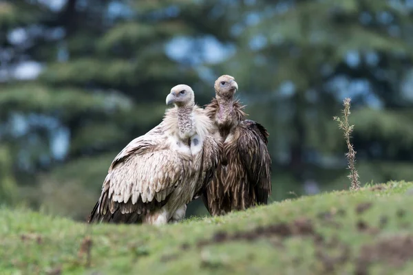 Himalaya akbabaları veya Himalaya griffonları (Gyps Himalayensis), Accipitridae familyasından bir akbaba türü..