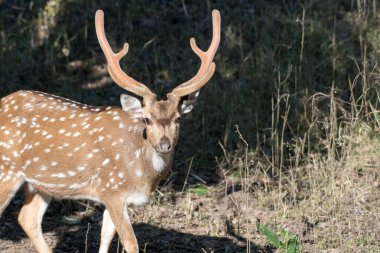 Benekli geyik ya da geyik benekli geyik portresi.