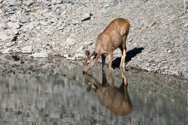 Benekli geyik ya da geyik benekli geyik portresi.