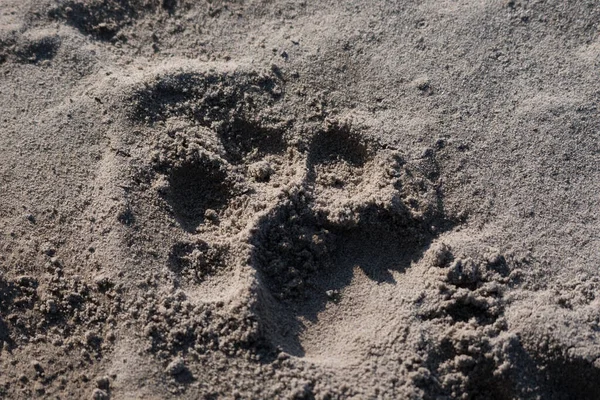 Tiger Footprint Sandin Kaziranga Ulusal Parkı, Hindistan