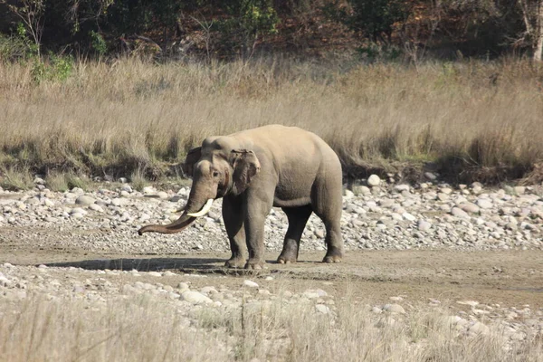 Elephant in the wild on the island, Elephant Family. Tuskar with forest Back ground