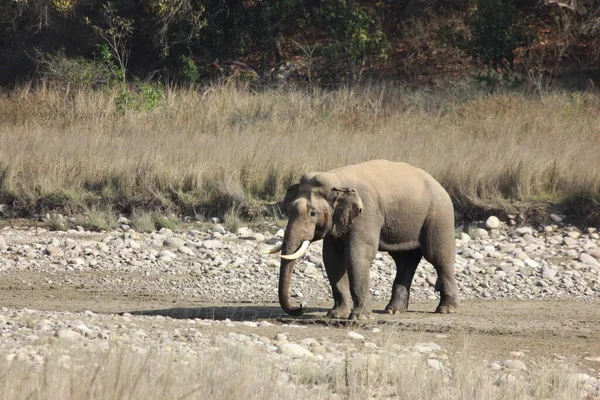 Elephant in the wild on the island, Elephant Family. Tuskar with forest Back ground