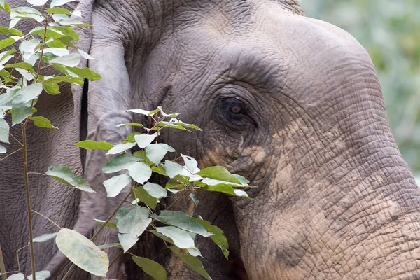 Elephant in the wild on the island, Elephant Family. Tuskar with forest Back ground