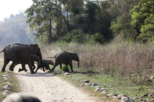 Elephant in the wild on the island, Elephant Family. Tuskar with forest Back ground