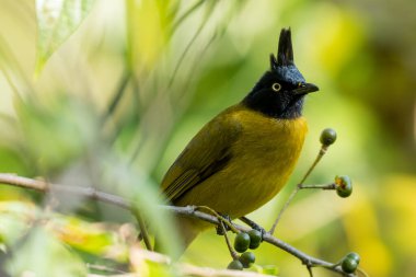 Siyah ibikli bülbül kuşu 