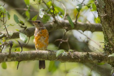 Mavi Başlıklı Kaya Ardıç Kuşu Yaklaş