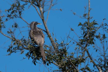 Ağaçtaki kuş Gri Boynuz