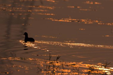 Ördek gölde yüzüyor