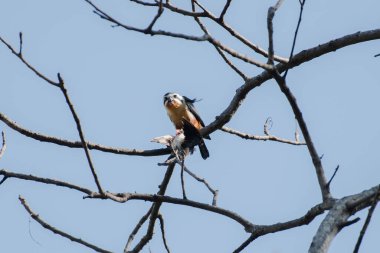 Yakalı şahin kuşları ağaç dalında
