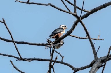 Yakalı şahin kuşları ağaç dalında