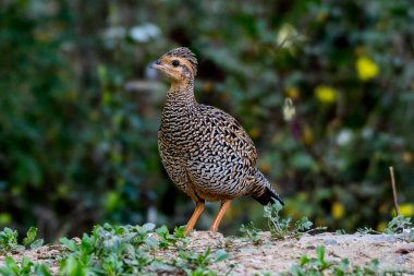 Siyah Frankoline kuşu yaklaş